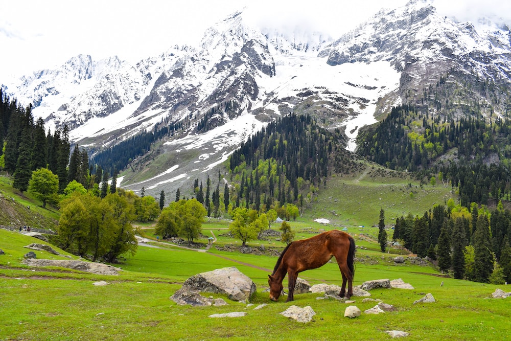 Kashmir Heaven In the Earth