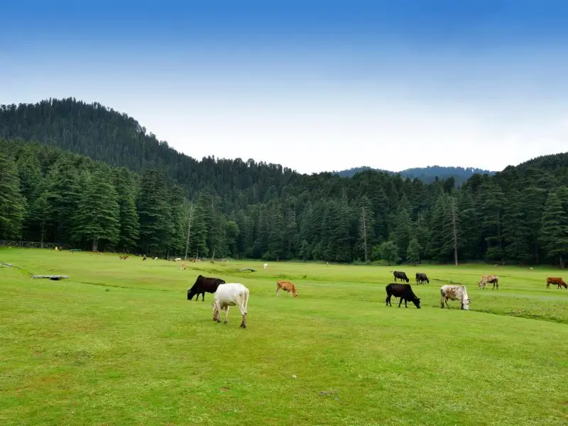 Best Manali Tour Package with Jibhi